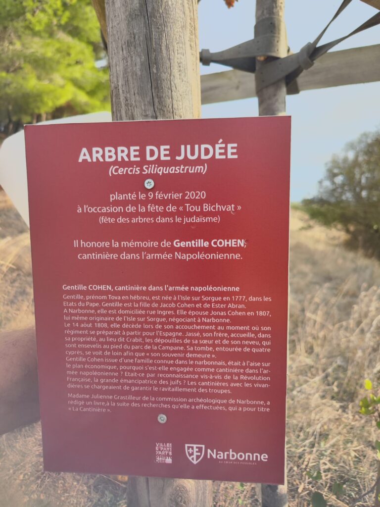 Arbre de Judée planté sur la tombe de Gentille Cohen.